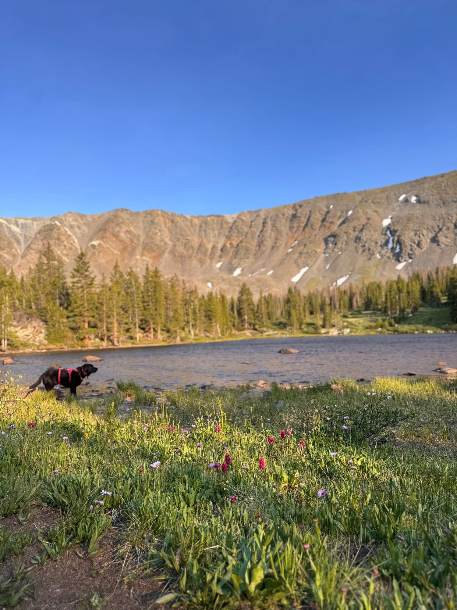 A black dog in a red harness stands beside an alpine lake and wildflowers.