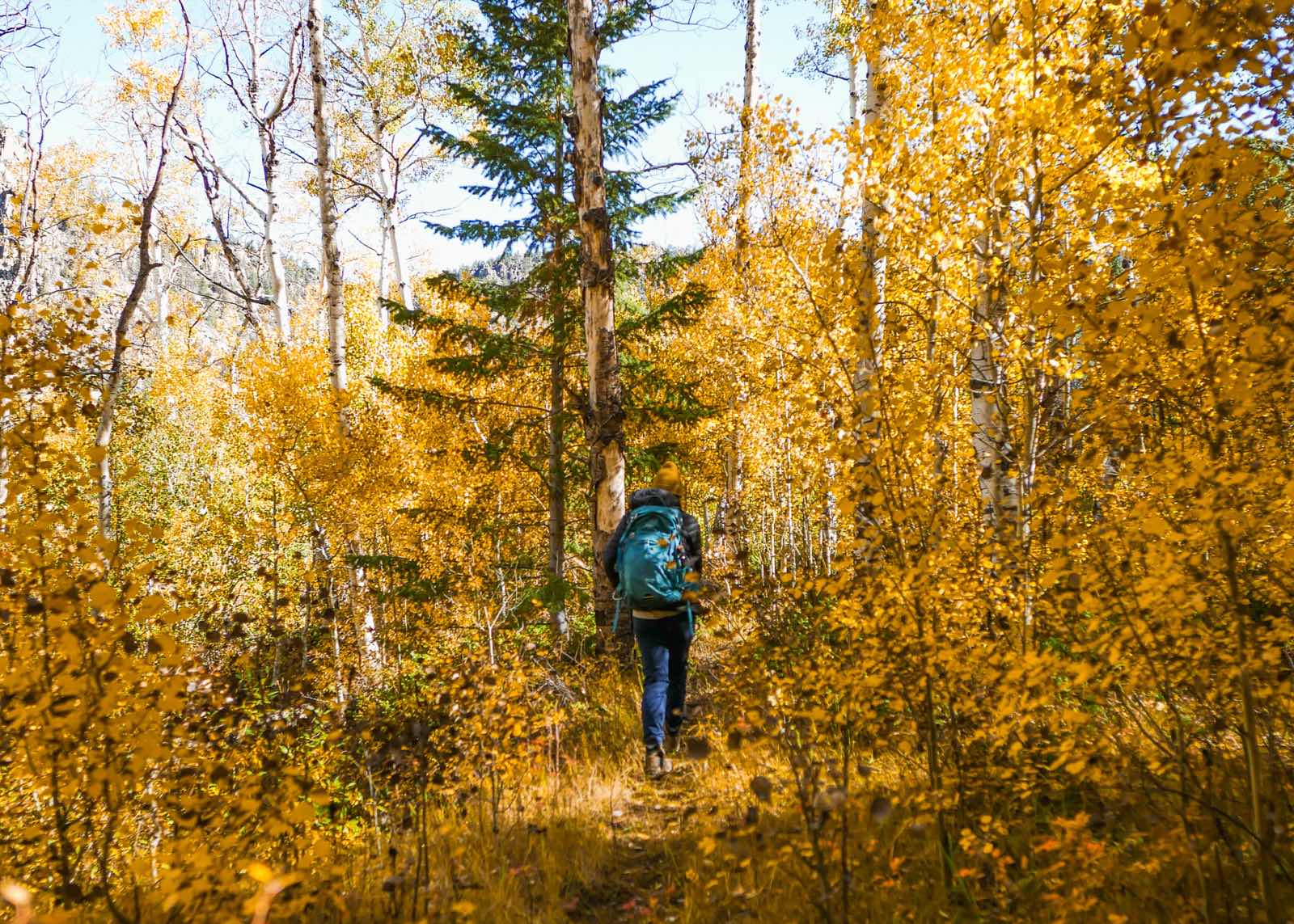 A hiker with a teal backpack and yellow beanie walking away down a trail through golden aspen trees.