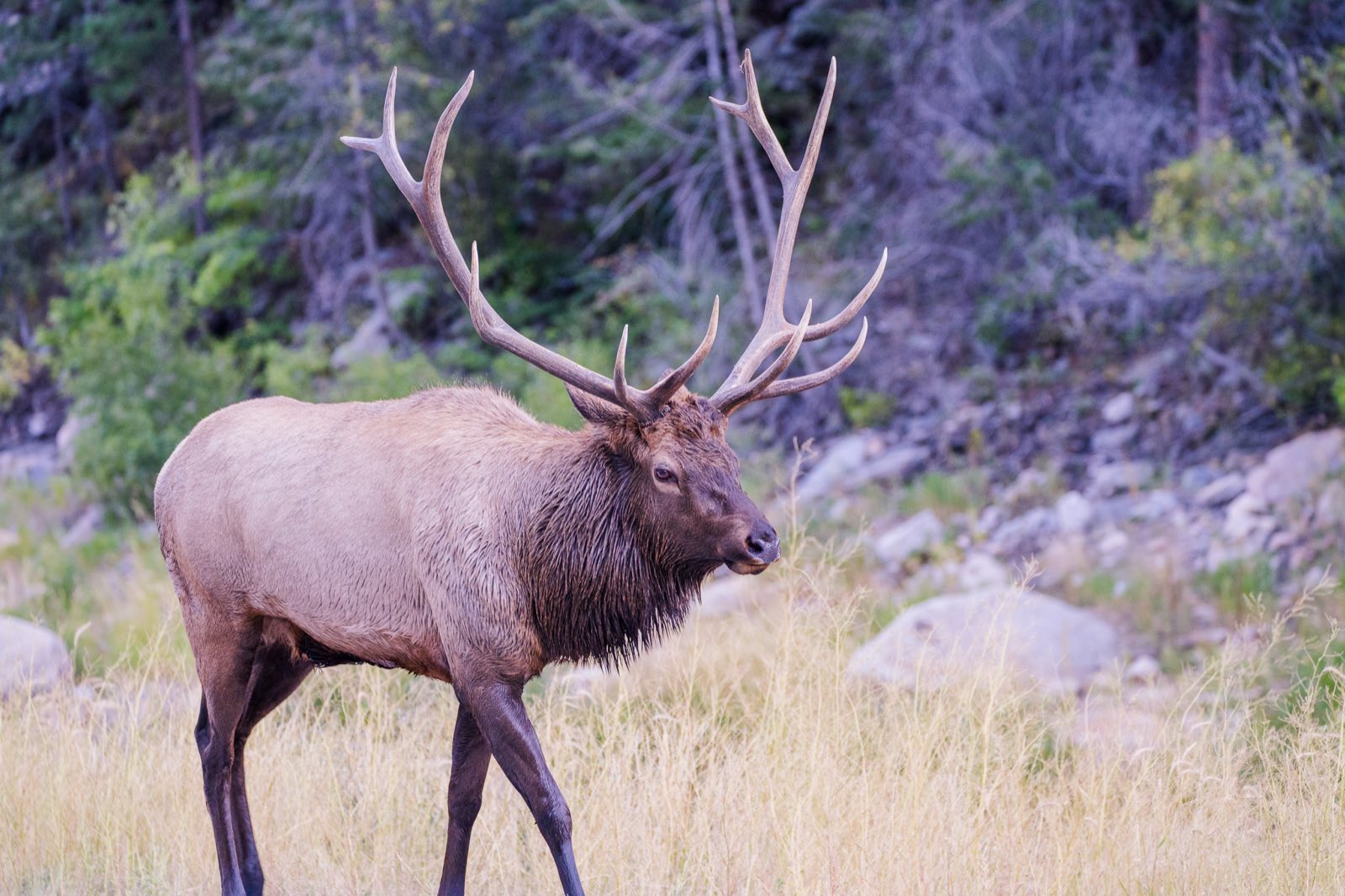 A bull elk with a full rack of antlers walking through a golden grass meadow at the edge of the forest.
