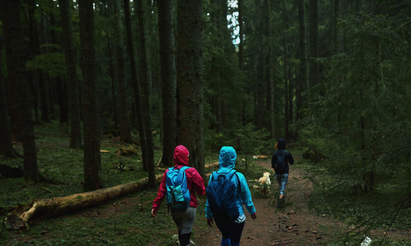 Two hikers in bright rain jackets and a third with a dog walking away down a shaded, misty forest trail.