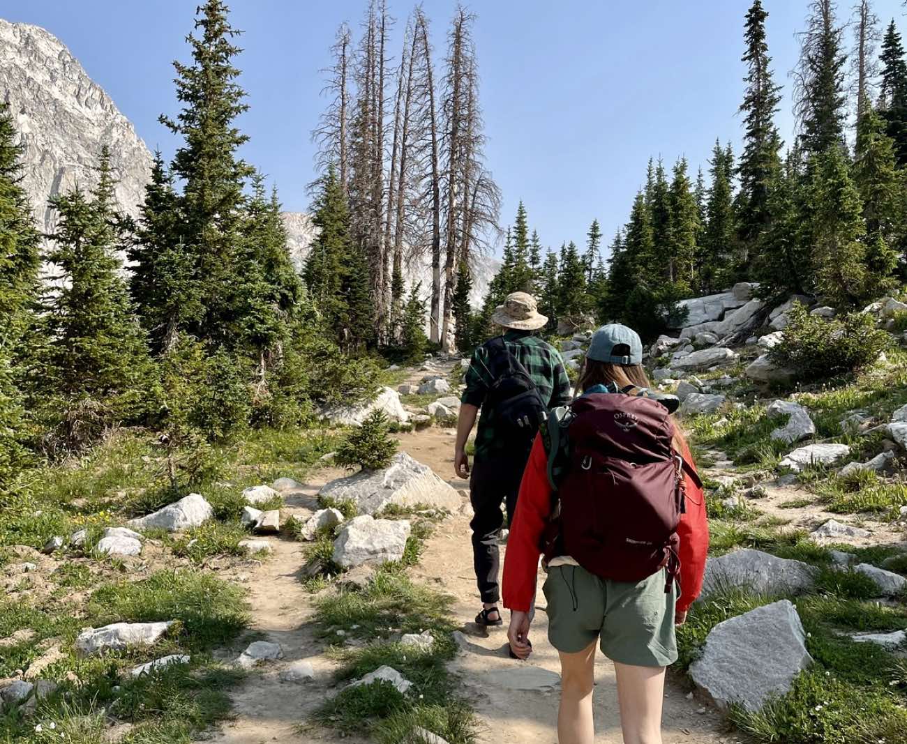 Two hikers with backpacks walk a sunny trail through live and standing-dead pines below a rocky peak.