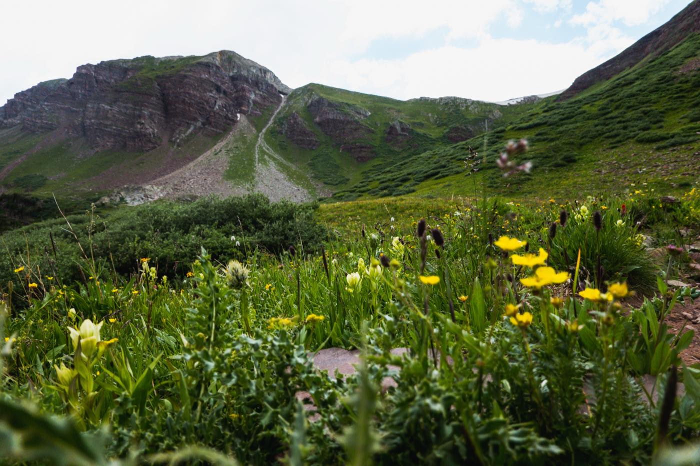 A wildflower-filled alpine meadow beneath a rocky mountain ridge.
